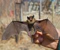 Capture de chauve souris à Rive-Nord