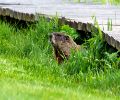 Exterminateur de marmotte à Rive-Nord