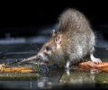 Extermination de rats à Rive-Nord Problème de rats